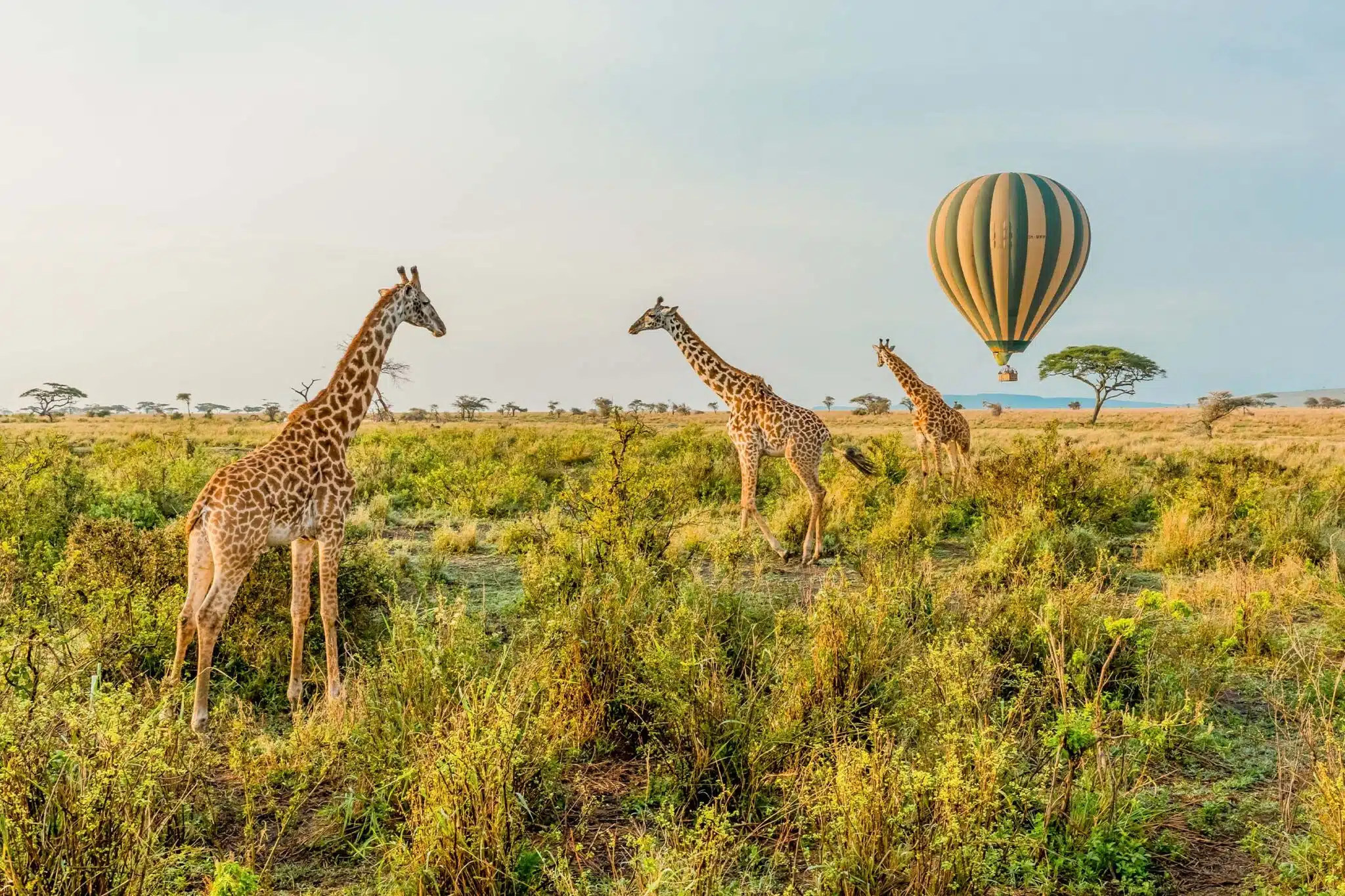Giraffes and a hot air balloon over the Serengeti